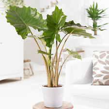 Alocasia Portodora Large