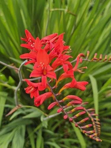 Crocosmia lucifer bare rooted - bare,