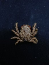 Maja crispata crab preserved