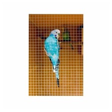 Ambassador Cage & Aviary