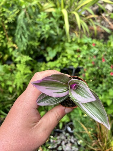 Tradescantia nanouk - tradescantia, ‘nanouk’