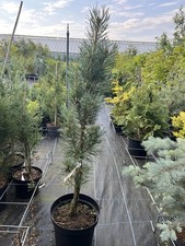 Scots Pine 'Fastigiata' 80/100cm (10L) Pinus sylvestris Tree