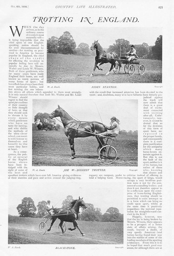 Harness racing trotting - harness, in