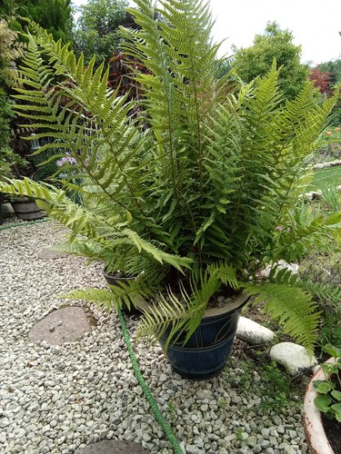 Matteuccia struthiopteris - ,
