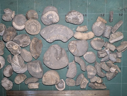 Collection jurassic fossils - collection, of