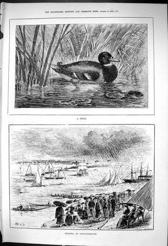 Old 1881 decoy duck river - old,