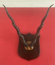 Mounted spiral Antelope Blackbuck Deer Stag Horns Skull Antlers taxidermy shield