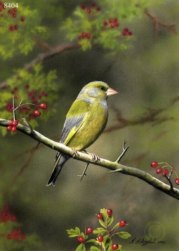 Greenfinch limited edition - -,
