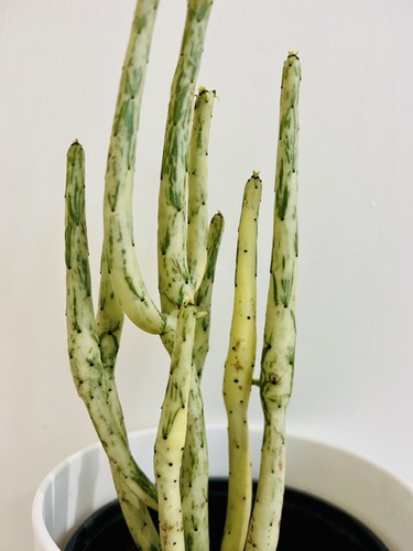 Rare variegated euphorbia - rare,
