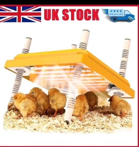 Chick brooder heat - chick,