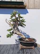 Tanuki Needle Juniper Bonsai
