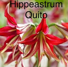 Hippeastrum (Amaryllis) Quito