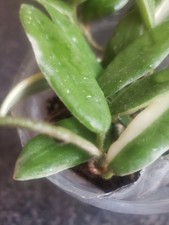 Hoya Lyi Prism Pink Flower