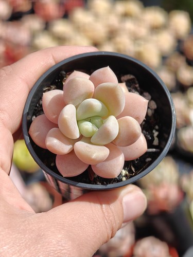 Echeveria egret live - egret,