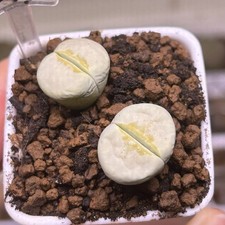 Exact Plant，2pcs C349A