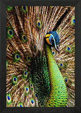 Animals 6 Framed Wall Art