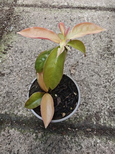 Pereskia aculeata