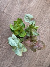 Syngonium house plant bundle - syngonium,