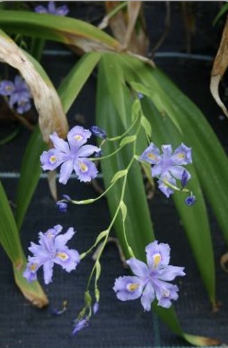 Iris confusa martyn rix - iris,