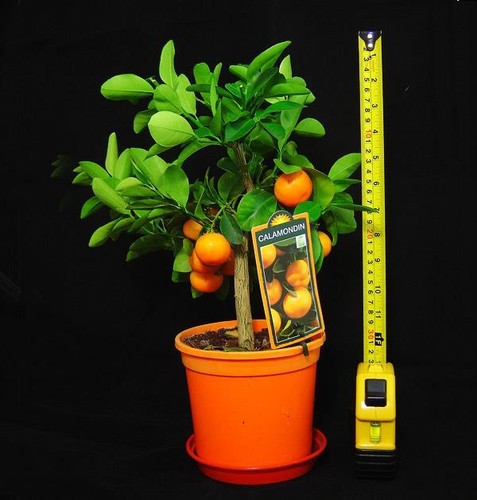 Trellis trained standard - trellis,