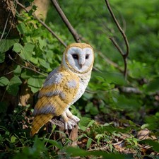 SoReal Yellow Barn Owl on