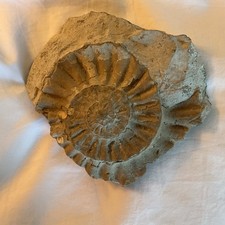 Ammonite Fossil