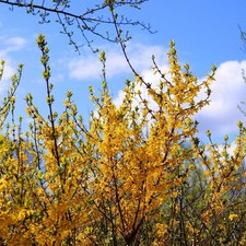 Extra Large Forsythia Yellow