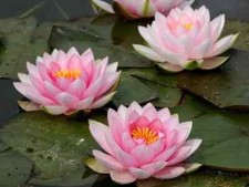 Nymphaea darwin syn - nymphaea, "darwin