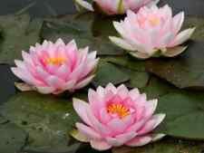 Nymphaea "Darwin Syn, Hollandia" Water Lily Pond Plant