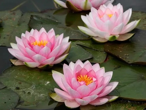 Nymphaea darwin syn - nymphaea,