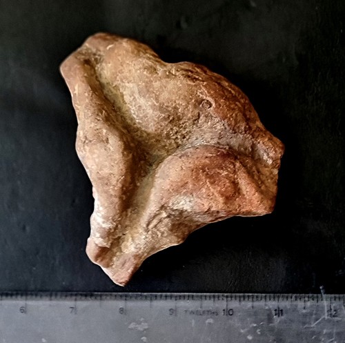 Rare dinosaur foot cast type - rare,