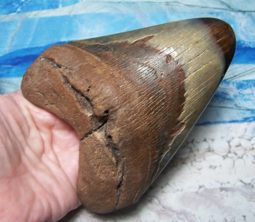 Megalodon shark tooth - shark, 1/16"
