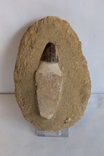Fossil Mosasaur Tooth -