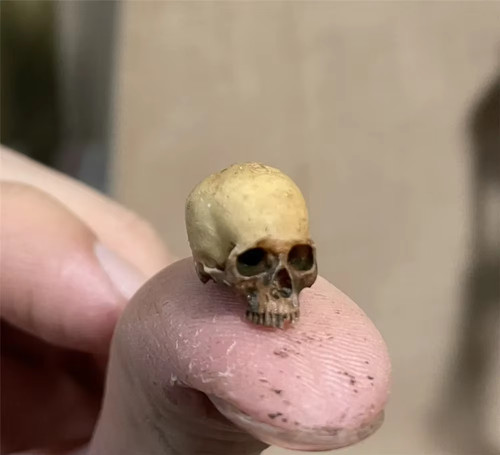Miniature skull amazingly - miniature,