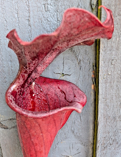 Sarracenia red leucophylla - sarracenia, (red