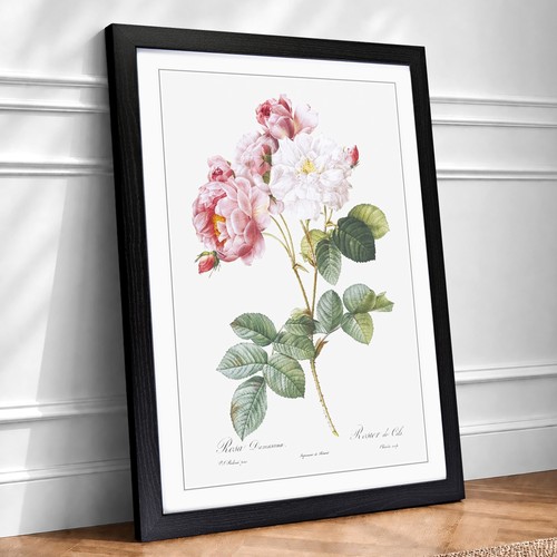 Damask roses pink flowers - in,