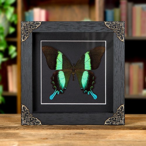 The peacock taxidermy - the,