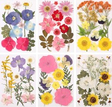 eBoot 72 Pcs Dried Pressed