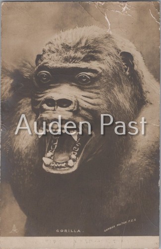 1909 capetown rppc gorilla - rppc,