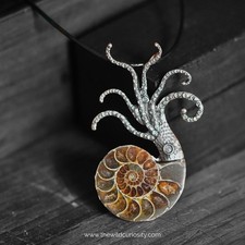 Polished Fossil Ammonite