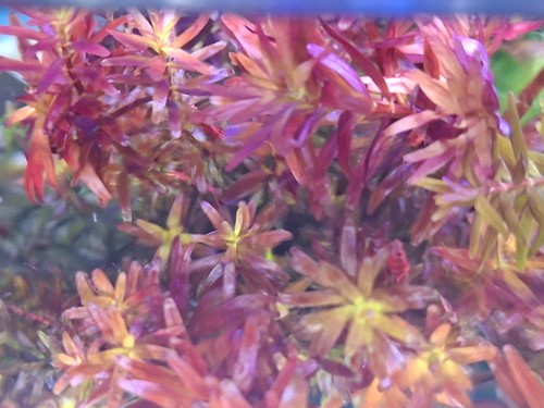 Rotala orange juice live - rotala,