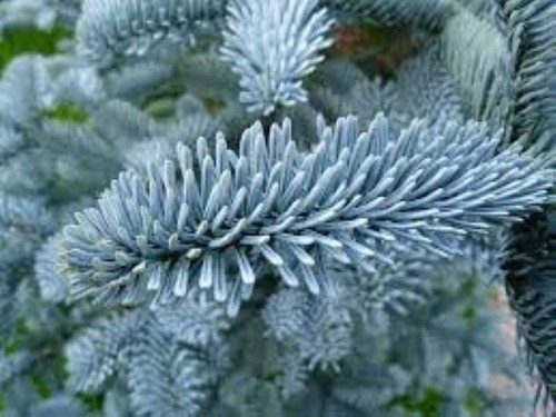 Noble fir glauca - fir, 25