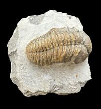 Amazing quality Reedops Trilobite fossil - Devonian Trilobiten- Devonian trilo