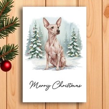 American hairless terrier - hairless,