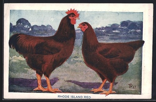 Rhode island red chickens - island,