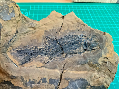 Fossil paramblypterus gelberti - paramblypterus,