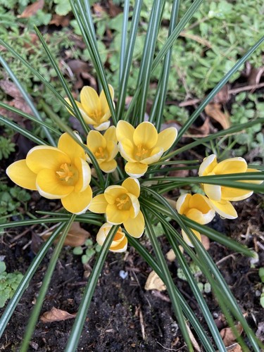 Yellow crocus dorothy - 30, 'dorothy'