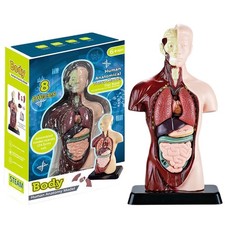 Anatomical Human Torso Body