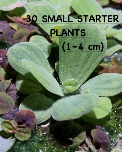 Healthy water lettuce - water,