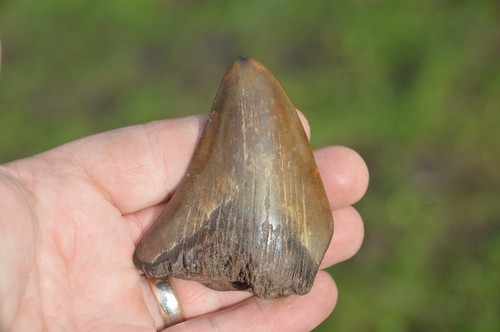 Lovely genuine megalodon - lovely,